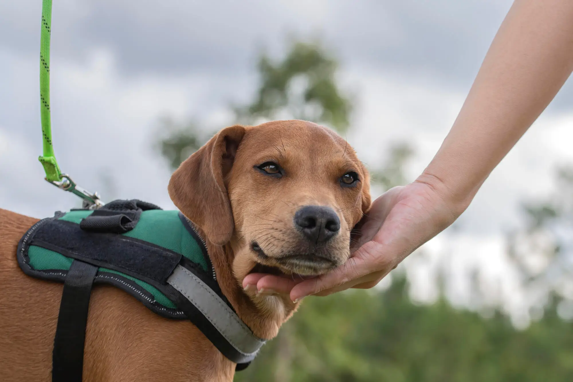 Difference Between Service, Emotional Support Animals and Pets: A Guide for Mission Viejo Landlords